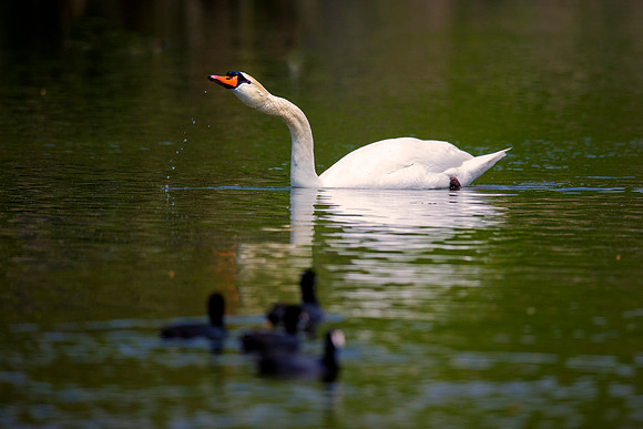 Beak, Bertazzoni, Nikon, Swan, details, feathers, lake, lake, migration, park, pond, pond, wildlife, wings