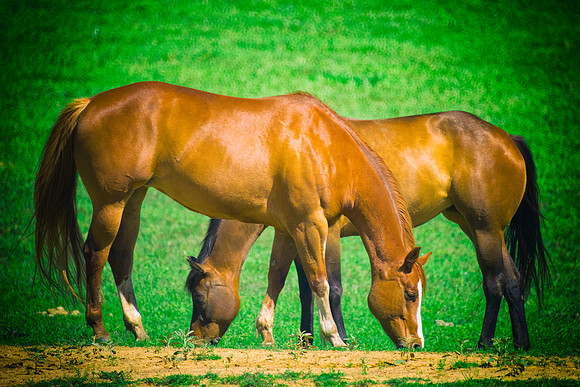 Bertazzoni, Hollywood, Indians, Nikon, appaloosa, boots, boy, bridle, buckskin, circus, cow, far, "far west", horses, jockey, legs, main, mustangs, paint, palomino, pinto, prairie, quarter, race, sadd