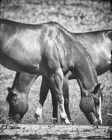Texas, "black & white", horses, laughing, nature, pastures, pets, prairie, slaughtering, "wild horses", "far west", Hollywood, pioneers, riding, saddle