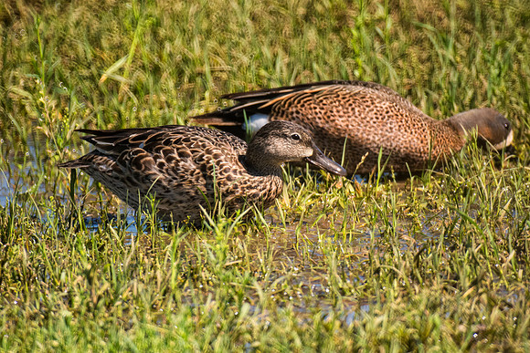 "blue winged teal", Bertazzoni, Nikon, beak, colors, duck, ducklings, eggs, feathers, flying, hunting, lake, nature, pond, season, swimming