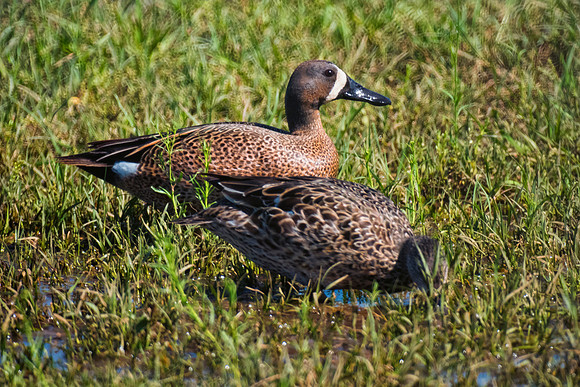 "blue winged teal", Bertazzoni, Nikon, beak, colors, duck, ducklings, eggs, feathers, flying, hunting, lake, nature, pond, season, swimming