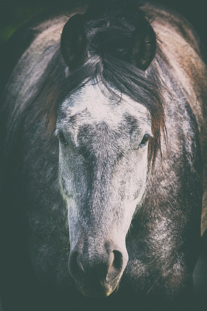 Bertazzoni, Indians, Nikon, Texas, apha, boys, bridles, burro, colors, "cow boys", donkey, "far west", halter, harness, herd, hoofs, horse, mustang, pack, paint, pioneers, portrait, "powerful horse",