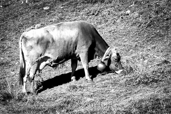 Bertazzoni, Nikon, cheese, colors, ears, farm, goat, grass, hair, milk, nature, pet, cow, "black & white", Lessinia, Veneto, Italy