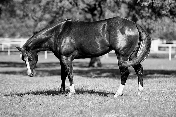 AQHA, Bertazzoni, Texas, artistic, "black & white", gambling, head, horse, "horse's portrait", nature, nikon, old, plaque, prairie, racing, speed, "quarter horse"