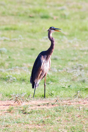 Bertazzoni, Nikon, Texas, bird, "black & white", feathers, fishing, "great Blue Heron", lake, migration, nature, park, peak, pond, swamp, "wading bird", wildlife, wings