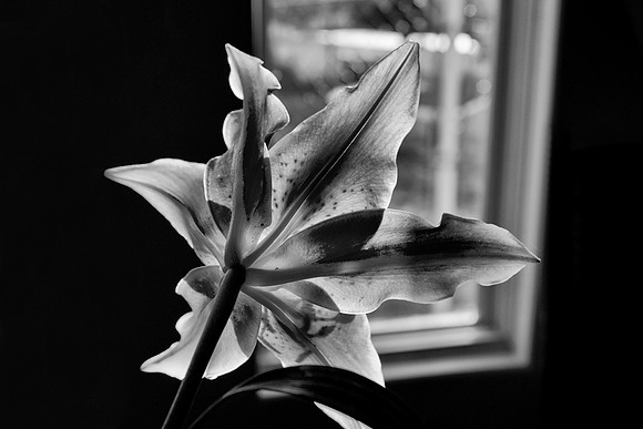 Flower, House, Lily, Petal, "black & white", contrast, garden., reflection, shade, structure