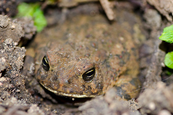 Toad