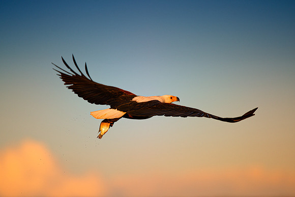 " South Africa", Botswana, Namibia, Zambia, Zimbabwe, attack, beak, branches, claws, colors, eagle, feathers, fish, fishing,  hunting, lake, pond, predator, prey, river, swamp, trees, wings
