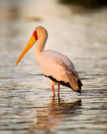 Africa, Beak, Botswana, Caprivi, Chobe, Kenya, Kenya, Mozambique, Namibia, Savuti, "South Africa", Tanzania, Tanzania, "Yellow Billed Stork", babies, colors, feathers, fish, fishing, lake, "long legs"