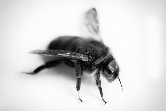 Fly, "black & white", stinger, structure, unicorn