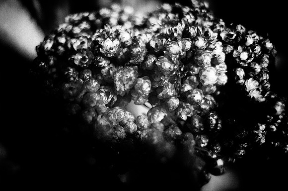 Flowers, "black & white", garden, pistils, shade, spring, structure