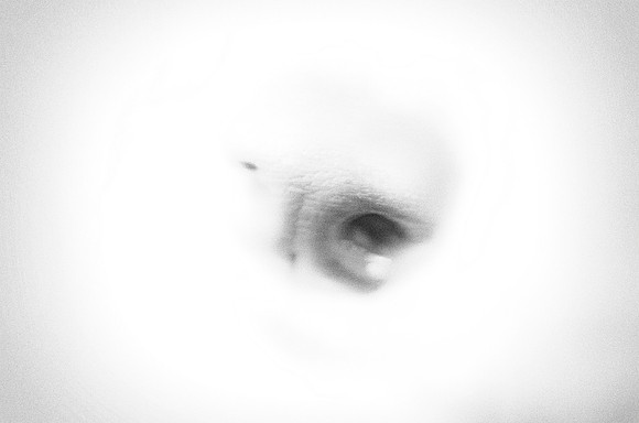 "black & white", detail, dog, highlight, nose, pet, shade