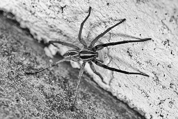 Spider, "black & white", garden., legs, nature, poison., spring, stripes, summer, web.