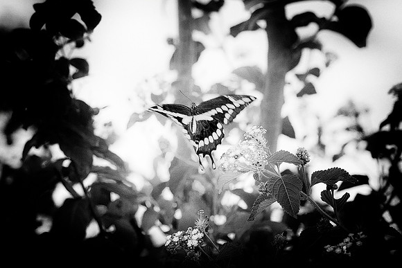 Butterfly, "black & white", details, flowers, flying, spring, summer, wings