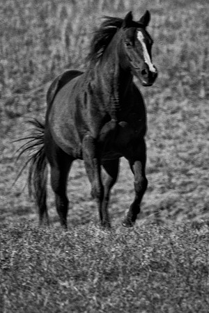 appaloosa, "black & white", cowboys, "far west", horse, montana, paint, prairie, quarter, rodeo, texas, "wild horse"