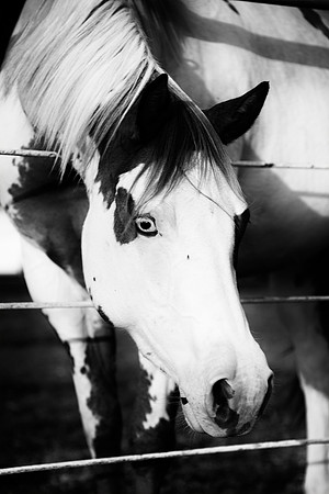 "black & white", colt, "cow boys", "far west", horse, indians, montana, "paint horse", prairie, texas