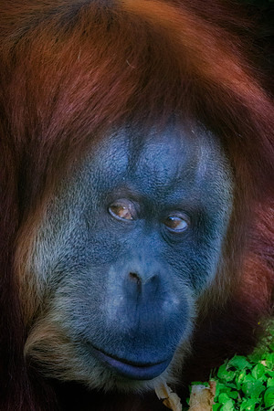 Orangutan