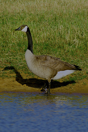 garden, migration, nature, pawn, water, "wild goose", wings, winter