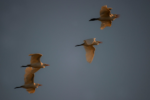 air, birds, migration, nature, seagulls, sky, summer, wings