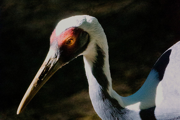Whooping Crane