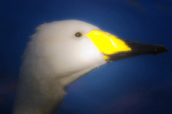 Swan, lake, migration, peak, portrait, sunlight, water, zoo