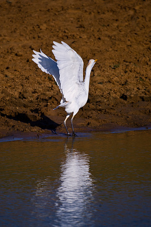 "flying bird", garden, migration, nature, pawn, "white bird", wings