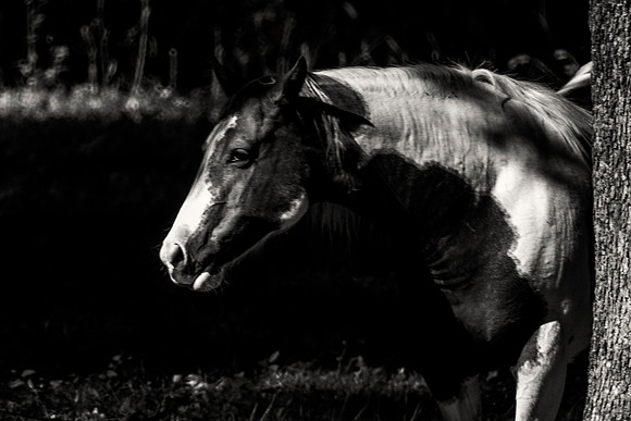 "far west", horse, mustang, nature, pack, paint, pinto, prairie, "quarter horses,", "wild horses", "wild west"