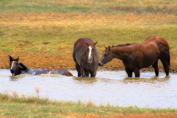 Refreshment