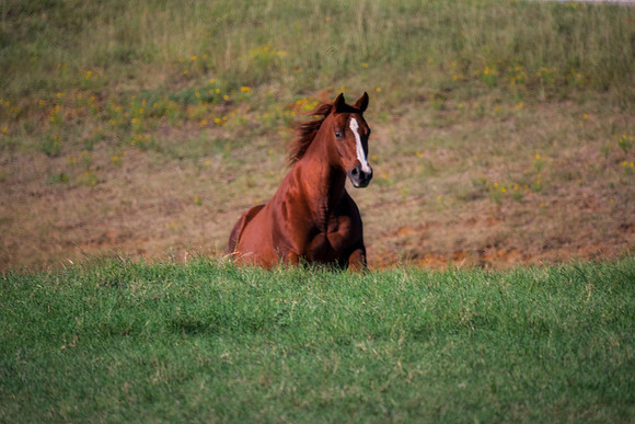 Wild Stallion