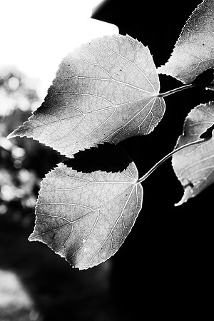 Leafs, "black & White", contrast, forest, garden, highlights, park, structure, tree