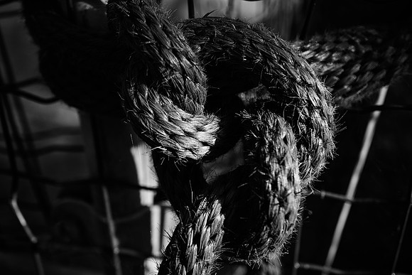 "black & white", horse, leash, node, stall