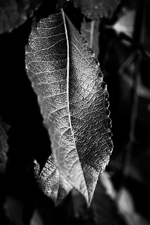 Leaf, "black & white", contrast, forest, garde, highlight, nature, park, structure, tree