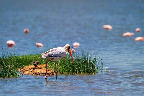 Africa, Beak, Botswana, Caprivi, Chobe, Kenya, Kenya, Mozambique, Namibia, Savuti, "South Africa", Tanzania, Tanzania, "Yellow Billed Stork", babies, colors, feathers, fish, fishing, lake, "long legs"