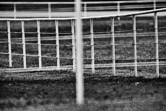 Fence, animals, architecture, bars, "black & White", contrast, garden, grass, lines, ranch, shade, structure