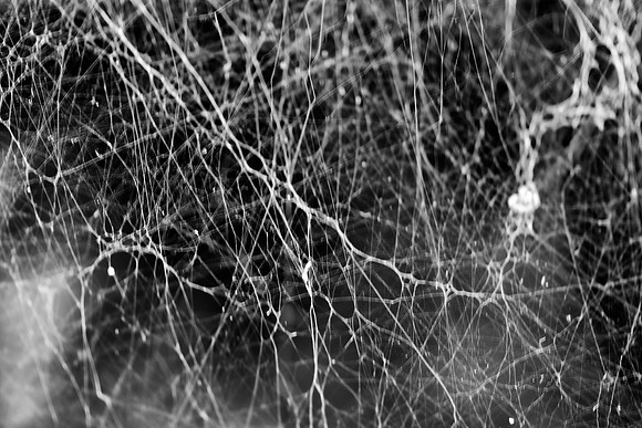 "black & white", ceiling, contrast, home, spiders, structure, webs