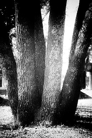 "black & white", branches, forest, garden, logs, lumberjack, park, timber, trees