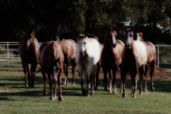 Wild Horses