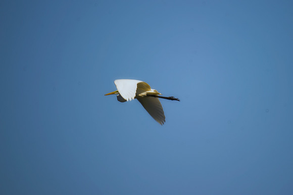 bird, "flying bird", migration, nature, sky