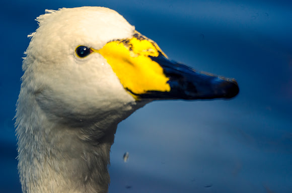 bird, lake, nature, peak, pond, swan, water, zoo
