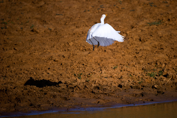 bird, "flying bird", pond, swamp, "take off", "white bird"