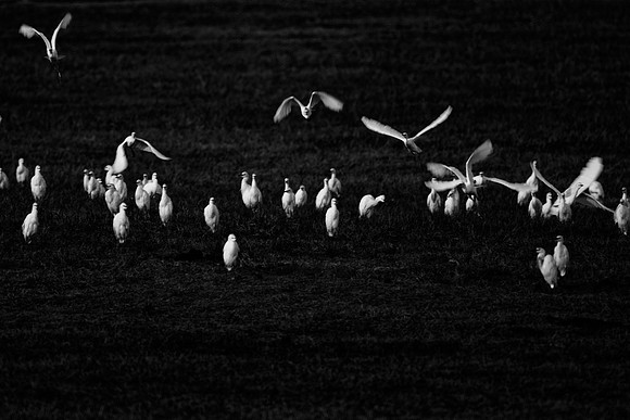 birds., "black & white", flock, flying, garden, migration, nature, pack, park, "white birds", wings