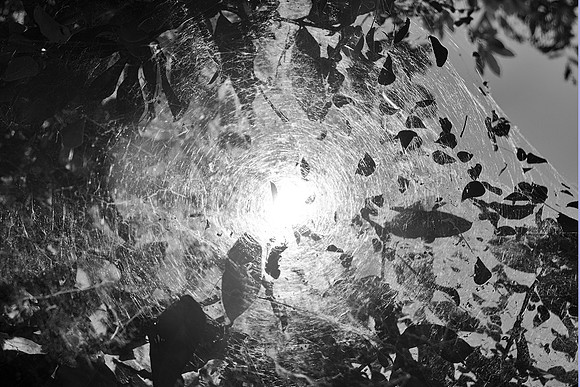 "black & white", garden, reflections, spider, webs, web