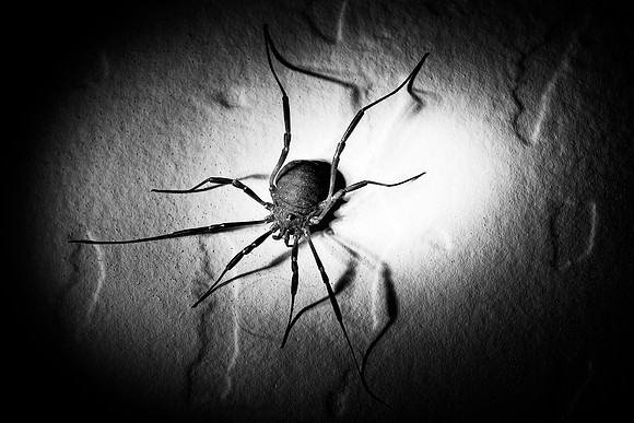 Spider, garden, highlight, legs, shade, wall, " black & white"
