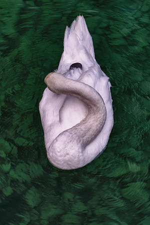 Swan