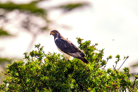 Africa, Botswana, Caprivi, Kenya, Namibia, Sunbathing, beak, colors, details, eye, feathers, flying, "african hawk eagle", legs, migration, nature, nesting, parks, portrait, safari, structure, wings