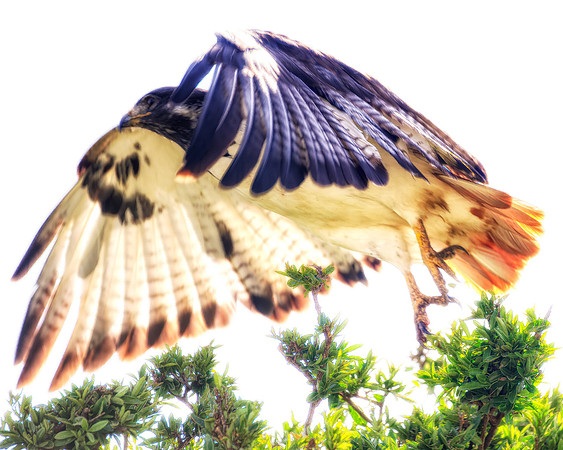 Africa, Botswana, Caprivi, Kenya, Namibia, Sunbathing, "african hawk eagle", beak, colors, details, eye, feathers, flying, legs, migration, nature, nesting, parks, portrait, safari, structure, wings