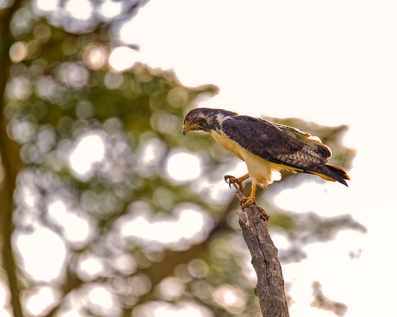 Africa, Botswana, Caprivi, Kenya, Namibia, Sunbathing, "african hawk eagle", beak, colors, details, eye, feathers, flying, legs, migration, nature, nesting, parks, portrait, safari, structure, wings