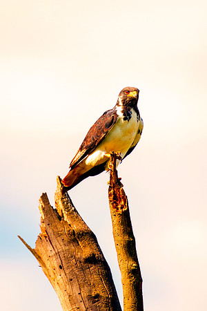 Africa, Botswana, Caprivi, Kenya, Namibia, Sunbathing, "african hawk eagle", beak, colors, details, eye, feathers, flying, legs, migration, nature, nesting, parks, portrait, safari, structure, wings
