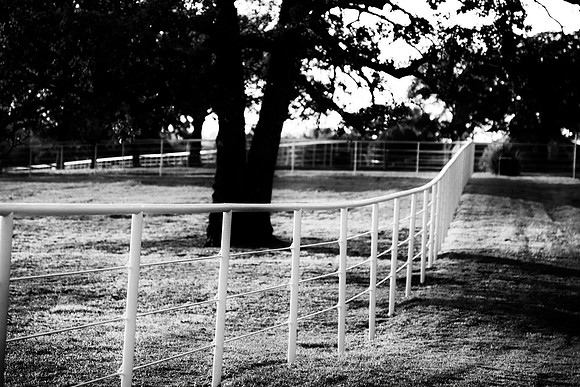 "black & white", cattle, corral, fence, garden, grass, highlights, horses, yard