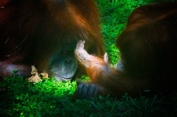 Orangutan